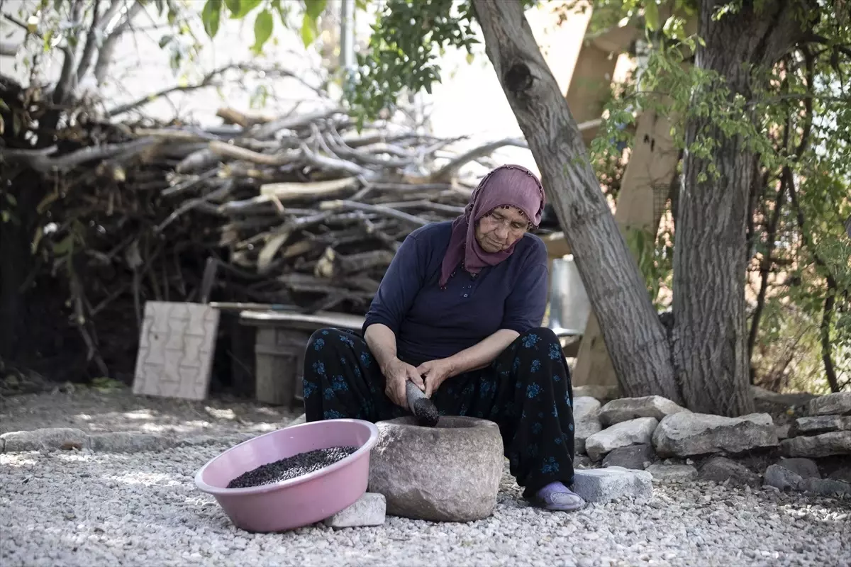 Tunceli’de Köylüler Çedene Hasadı Yapıyor