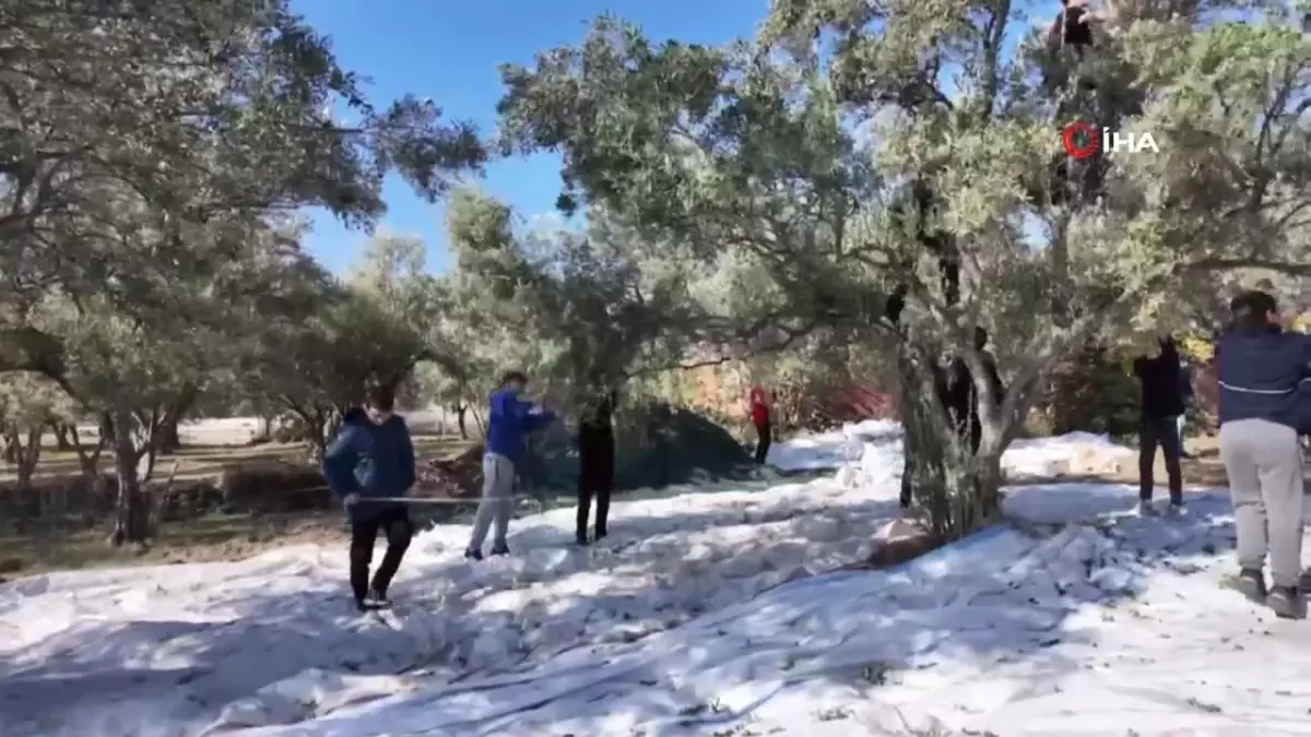 Öğrenciler Zeytin Hasadı Yaptı